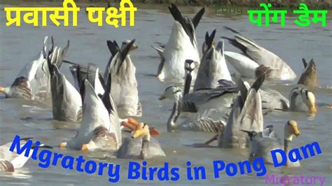 Pong Dam Migratory Birds Paradise Youtube