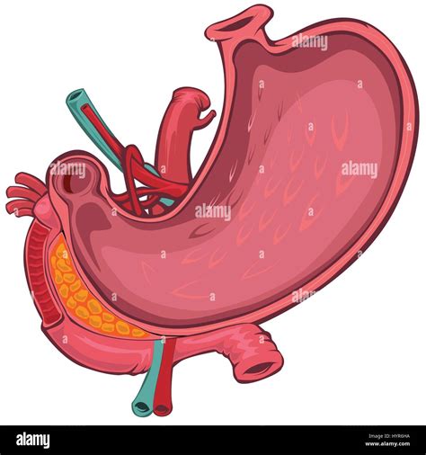 Vector Cartoon Style Drawing Of Human Stomach Stock Vector Image And Art