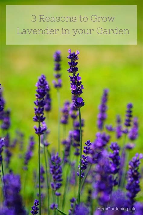 3 Reasons To Grow Lavender In Your Garden