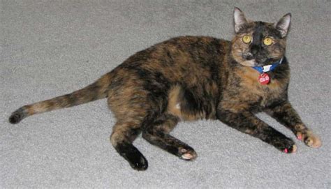 Secret Life Of Tortoiseshell Cat Unlocked Find Out Now