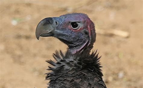 Birdfiles Pictures Lappet Faced Vulture Torgos Tracheliotus 1 By Kell