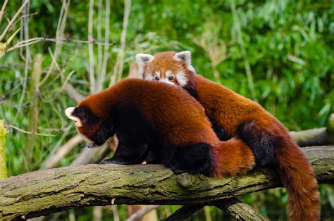 Red Panda Friends Mathias Appel Flickr