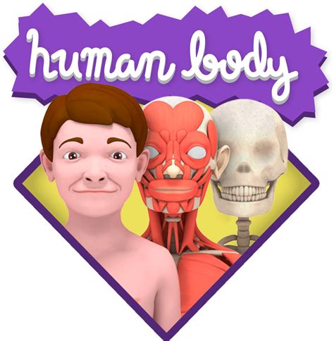 Human Body Png Clipart Large Size Png Image Pikpng