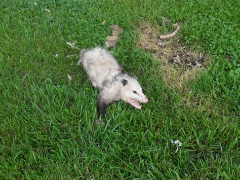 Opossum Control Trapping And Removal Service