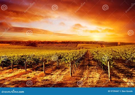 Amazing Vineyard Sunset Royalty Free Stock Photography Image 9739447
