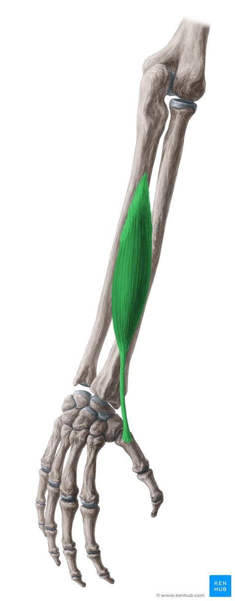 Musculus Abductor Pollicis Longus Anatomie And Funktion Kenhub