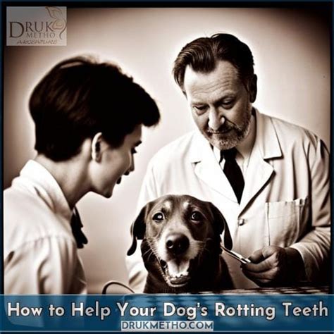 How To Help Your Dogs Rotting Teeth Answered By Drukmetho