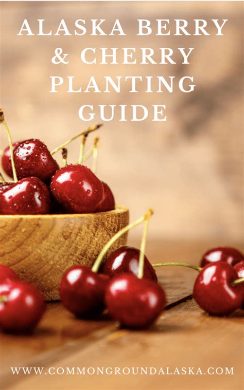 Alaska Berry And Cherry Planting Guide Ebook Common Ground Alaska