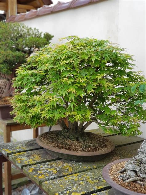 pin na nástěnce bonsai