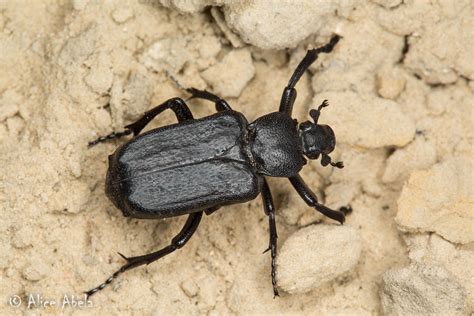 Anteater Scarab Beetle Cremastocheilus Depressus Flickr