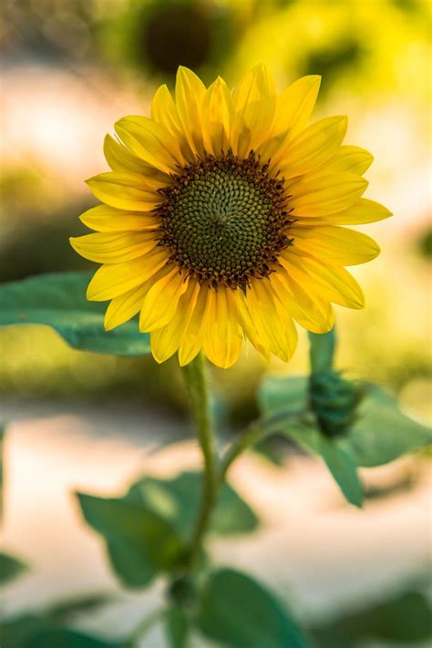 Aesthetic Sunflower Hd Wallpapers Wallpaper Cave