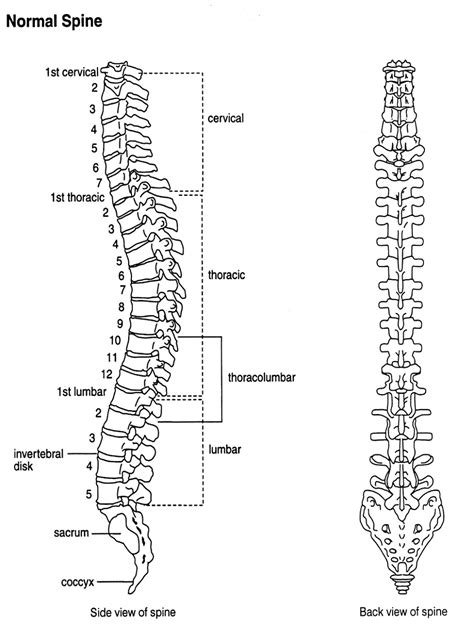 Vertebrae Diagrams 101 Diagrams