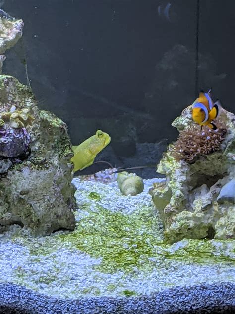 Yellow Watchman Goby And Pistol Shrimp Need New Home Willing To Trade