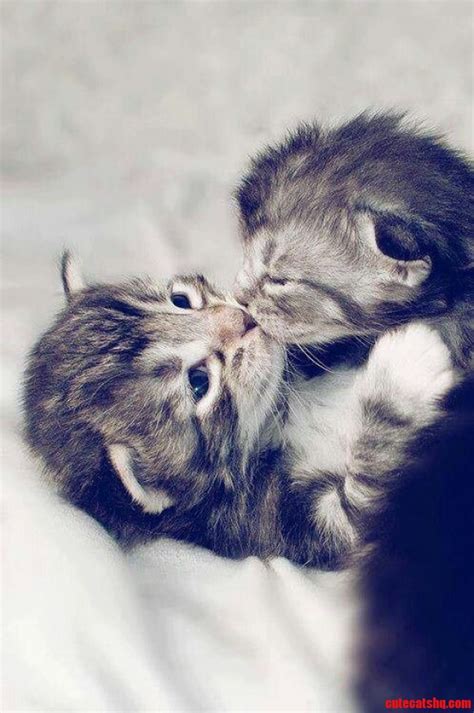 Kitty Kisses Cute Cats Hq Pictures Of Cute Cats And Kittens Free