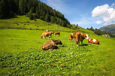 Meadow With Cows In The Alp Mountains Stock Image Image Of Freedom