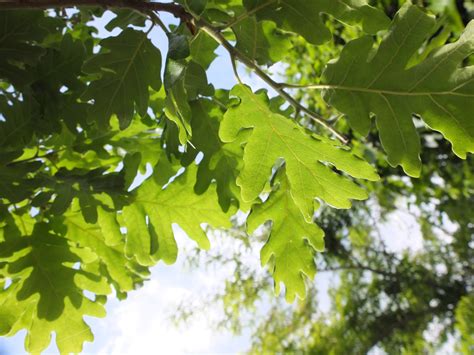 Free Images Nature Branch Sky Sunlight Leaf Foliage Green