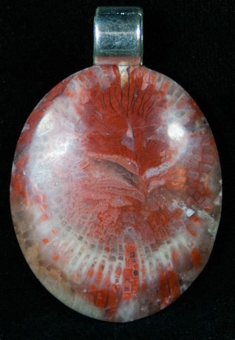 Fossil Red Horn Coral Pendant Utah 14872 For Sale