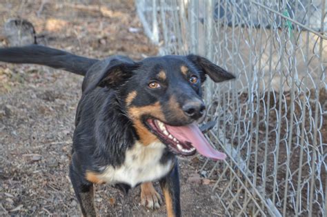 Australian Cattle Dog Rescue Victoria Petrescue