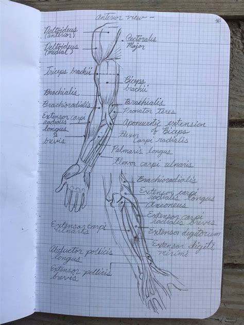 Arm, in zoology, either of the forelimbs or upper limbs of ordinarily bipedal vertebrates, particularly humans and other primates. Arm Muscles Names : Human Anatomy Fundamentals Muscles And ...