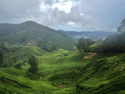The retreat has a diverse population of more than 43,000 people. Hiking the Cameron Highlands | Malaysia with Kids | Our ...
