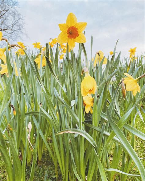 Daffodils In Spring Daffodil Aesthetic Daffodils Nature Photography
