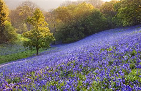 Bluebell Meadow Dorset Wild Bluebell Bluebells Country Life Magazine