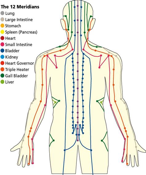 Image Result For Meridians Of The Body Acupressure Treatment Acupressure Shiatsu Massage