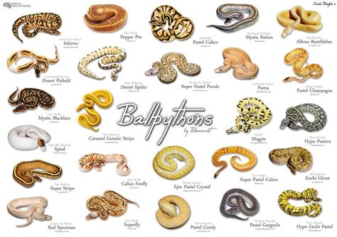 Talk to ava in draynor manor. Ball Python Morphs - Need this as a poster for reference! | Ball Python Morphs | Pinterest ...