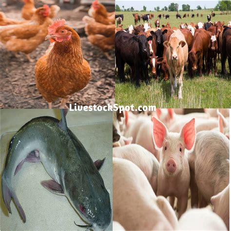 Top Four 4 Best Animals For Livestock Farming Business Livestockspot
