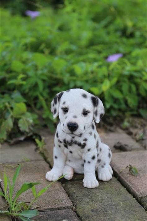 Having a pet can make your leisure time fun and reduce stress. Buy Dalmatian Puppy for Sale Online in USA & Canada ...