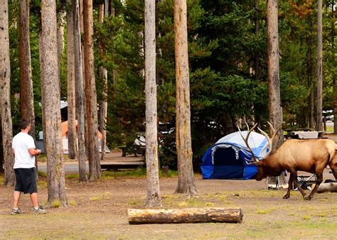 Maybe you would like to learn more about one of these? Yellowstone Camping Visitors Guide: 11 Campgrounds, 10 ...