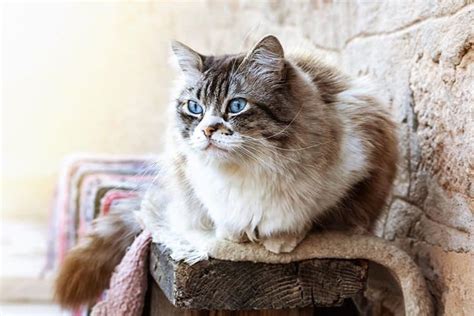 Ragdolls are a breed of cat created by ann baker in the 1960's, the name coming from the ragdoll's will most likely not be suitable for people with cat allergies. How Long Do Ragdoll Cats Live? A Breed Overview - TinPaw