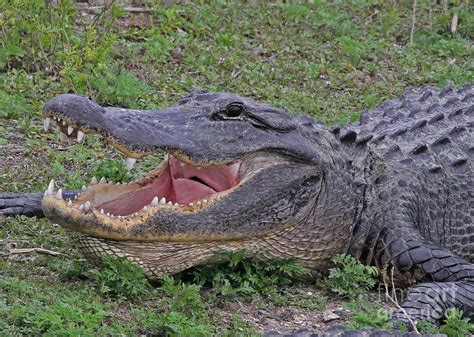 Okeechobee Gator Photograph By Chuck Hanlon