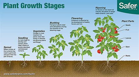 Learn The Six Plant Growth Stages