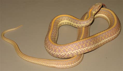 Garter Snake Morphs