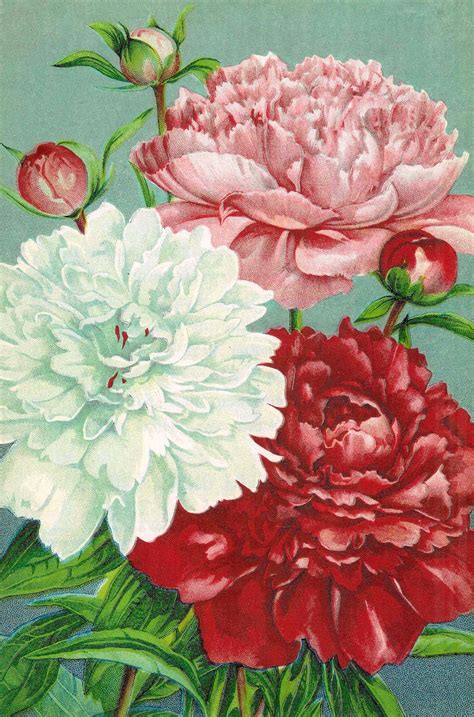 Antique Images Vintage Flower Clip Art Pink Red And White