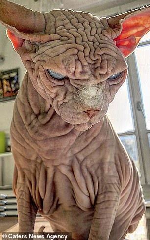 The author's hairless sphynx cat, pebbles. Wrinkly 'naked' Sphynx cat Xherdan looks VERY grumpy as he ...