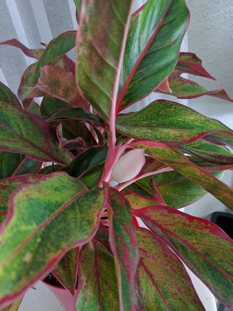 We did not find results for: Aglaonema Chinese Evergreen Siam Aurora Red by Houseplants4u