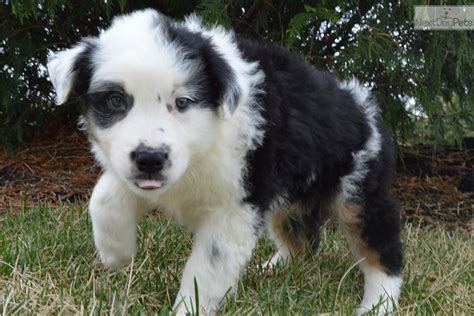 Blackwhite Australian Shepherd Puppy For Sale Near Dayton
