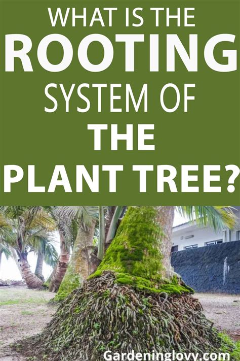 How deep palm tree roots grow – Artofit