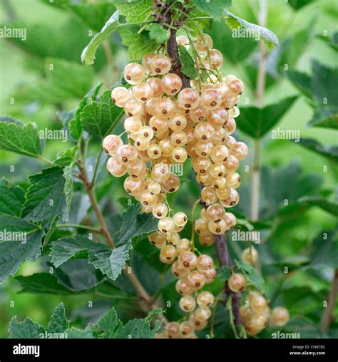 Northern Red Currant Ribes Rubrum Weisse Hollaendische Ribes Rubrum