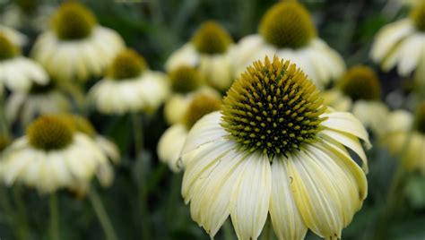 How To Prune Echinacea Heres Everything You Should Know