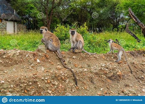 Group Of Monkeys In Their Natural Habitat Stock Image Image Of Grass
