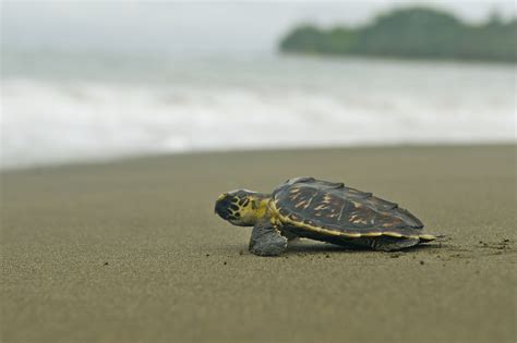 Juvenile Sea Turtles — See Turtles