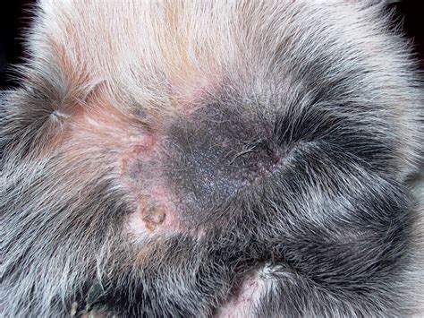 Jo Khas Groin Area Heat Rash On Dogs Belly 10 Best Rash On Buttocks