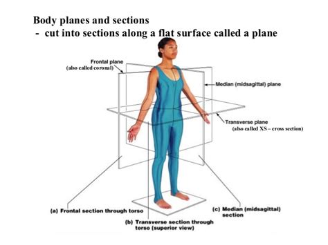 Bone on you arm diagram. Introduction anatomy for Physiotherapists