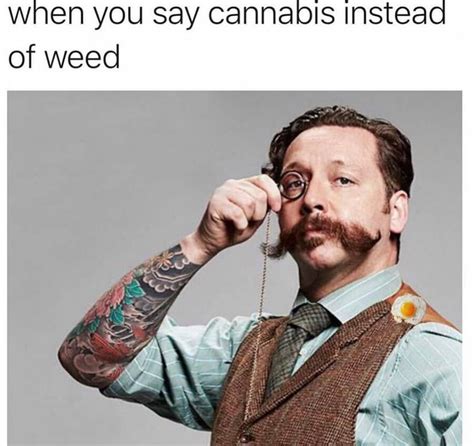 Cannabis Memes The Best Of The Best Alchimia Grow Shop