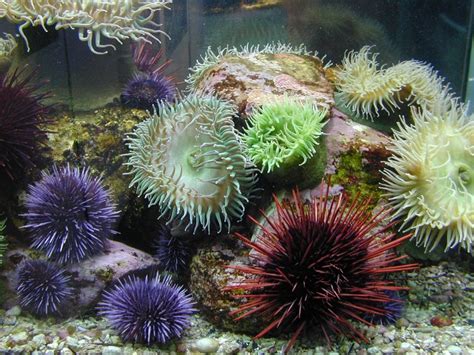 Image Sea Urchins Marine Wiki Fandom Powered By