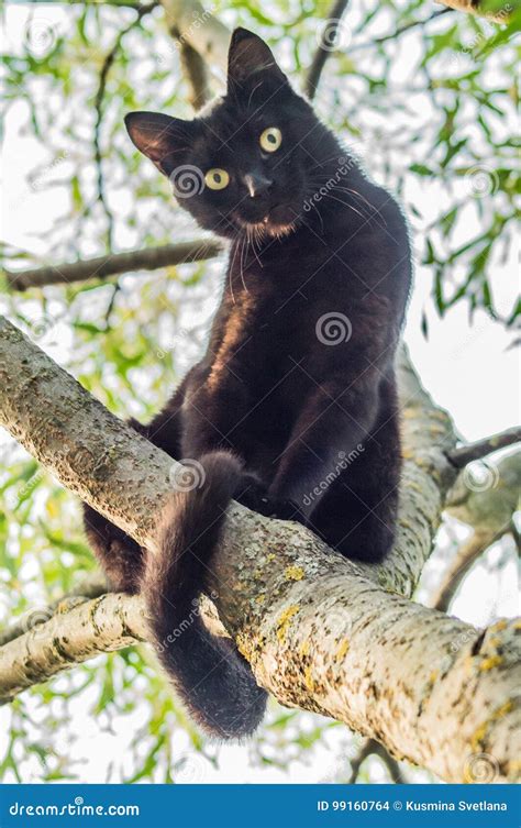 Black Cat On A Tree Branch Stock Photo Image Of Domestic Character