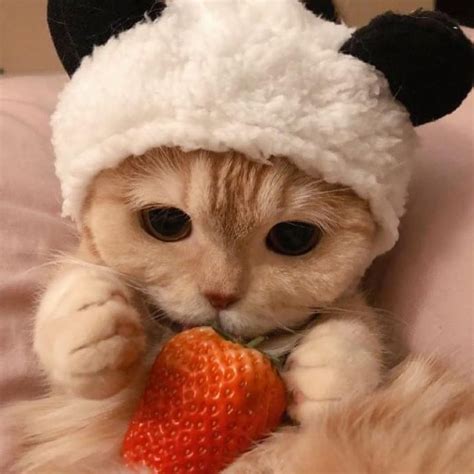 Sally The Orange Cat In A Panda Hat Cute Cats And Dogs Baby Cats